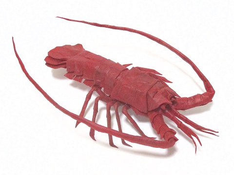 Japanese spiny lobster